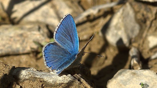 Doğa Fotoğrafçılarından Malatya'da Kelebek Avı