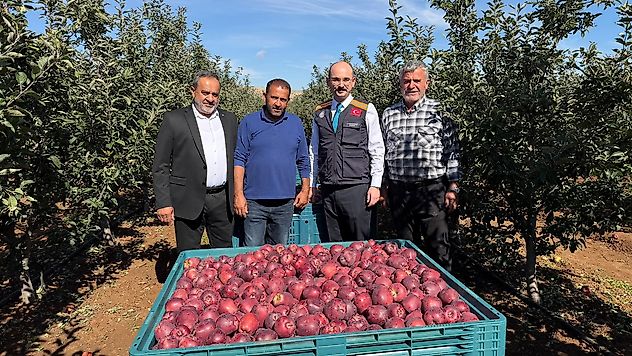 Doğanşehir'de Elma Bereketi: Hedef 16 Bin 549 Ton