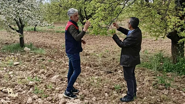 Dolu Vurdu, Ekipler Sahaya İndi: Malatya'da Tarım Alarmı