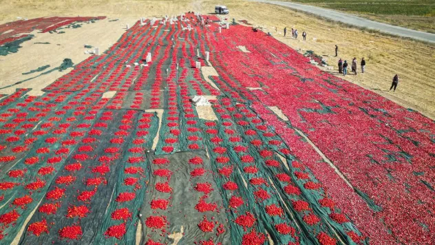 Don Felaketi Sonrası Alternatif Ürün: Malatya'da Domates Bereketi