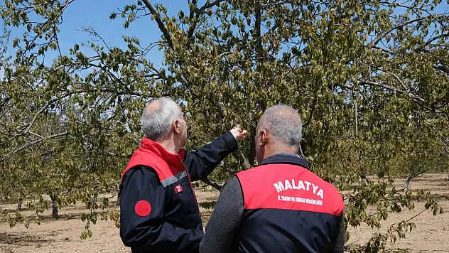 Don hasarından sonra meyve bahçelerinde yapılması gerekenler ile ilgili önemli uyarılar