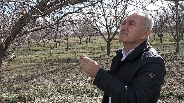 Don ve Kuraklık Kayısıyı Vurdu: Ovada Verim Kaybı Riski