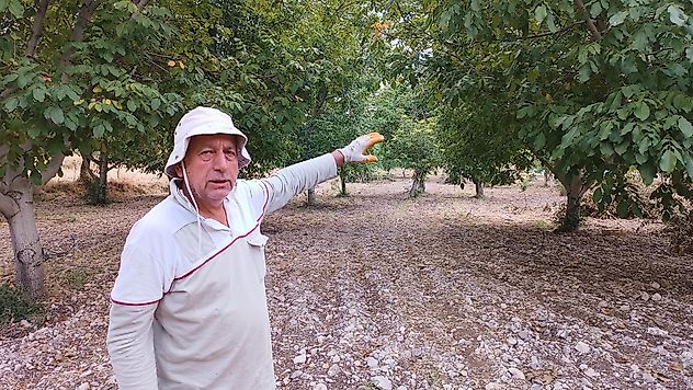 Don vurunca umut cevizde: 250 ağaçtan 300-500 kilo beklentisi