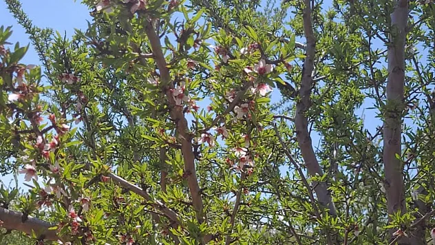 Donun vurduğu Malatya'da badem ağaçları çiçek açtı