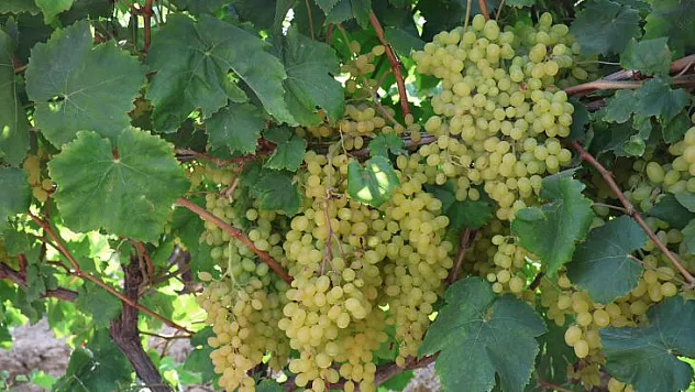 Dünyaca ünlü çekirdeksiz Sultani üzümde hasat başladı