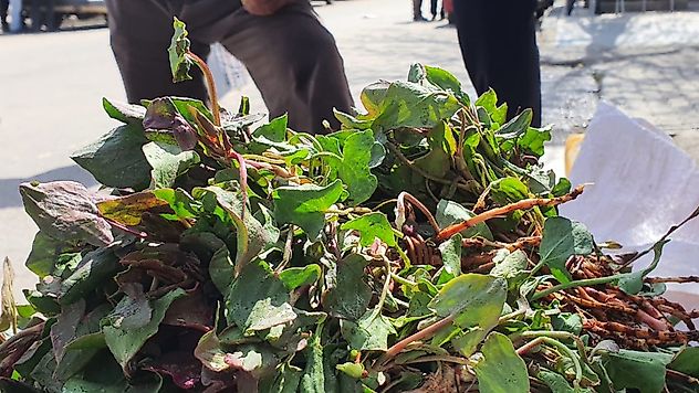 Elazığ'da bu yılın ilk kuzu kulağı tezgahlardaki yerini aldı