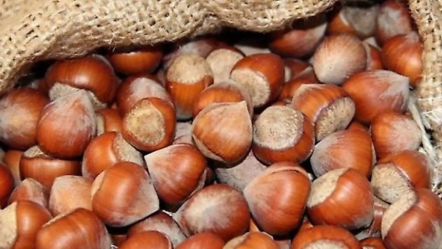 Fındık alım fiyatları belirlendi