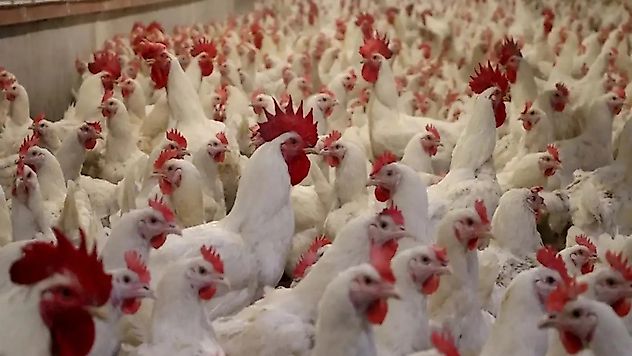 Fiyat Artışları Sonrası Tavuk İhracatına Geçici Durak