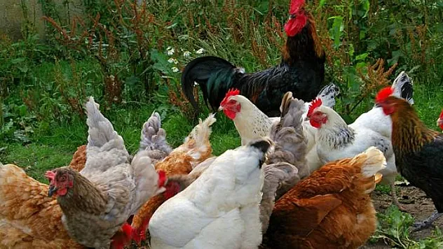 Kümes Hayvancılığı Üretimi