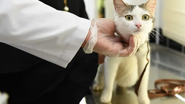 Doğadaki Canlılara Şefkat Elini Uzatmak İnsani Bir Görevdir
