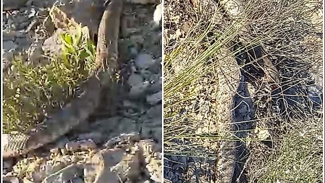 Hekimhan'da Engerek Yılanı Görüntülendi
