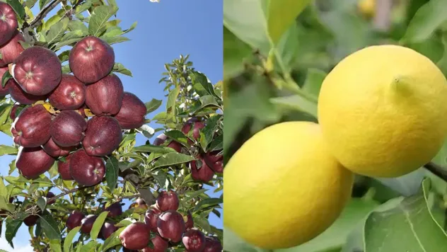İç Piyasa İstikrarı İçin Elma ve Limon İhracatı Kontrol Altında