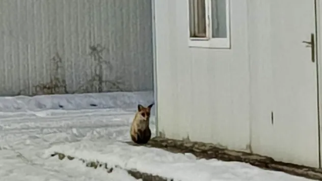 İkizce Konteyner Kent'te Tilki Görüntülendi