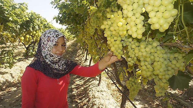 İklim değişikliği Superior Seedless Çeşidi Sofralık Üzümün ihracat yolculuğunu 15 gün öne çekti