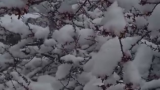 İlkbaharda Kış Geri Döndü: Doğanşehir'de Çiftçi Nöbette