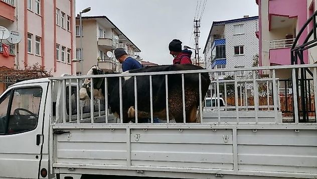 İneğini çalan hırsızlar yakalandı