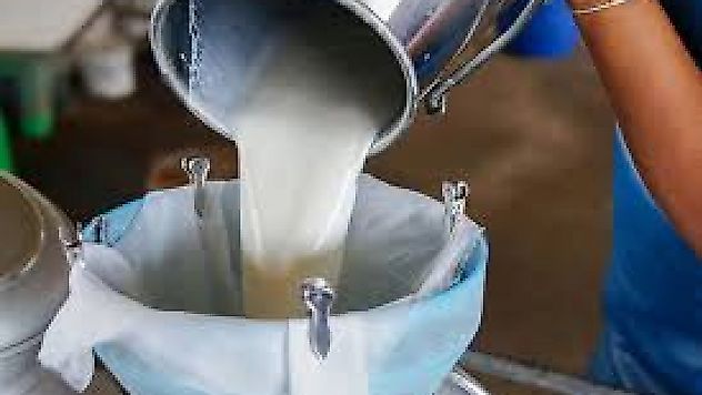 İnek Sütü Toplama Miktarı Yıllık Bazda Geriledi, Aylık Artış Dikkat Çekti