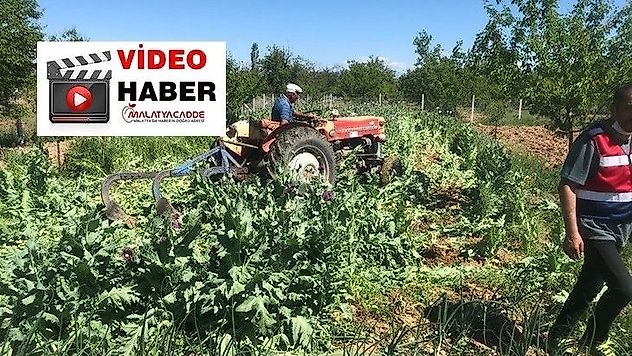 Jandarma İzinsiz Haş Haş Ekimine Geçit Vermedi