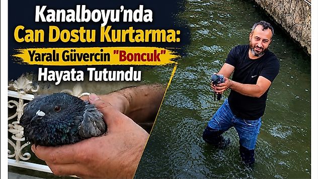 Kanala Düşen Yaralı Güvercine Şefkat Eli: Adını 'Boncuk' Koydu