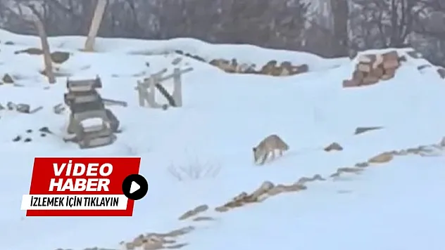 Karla Kaplı Arazide Yaşam Mücadelesi: Tilkinin Zorlu Arayışı