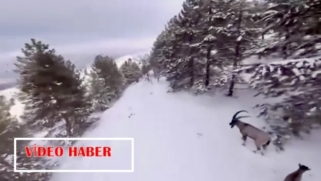 Karla Kaplı Dağlarda Dağ Keçileri Drone'a Takıldı