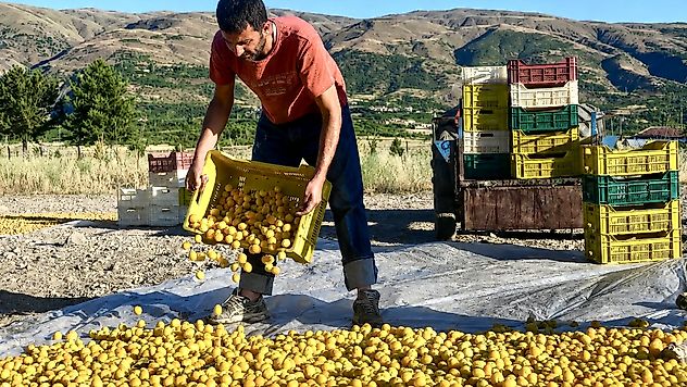 Kayısı Hasadı Öncesi İşçi Ücretleri Açıklandı