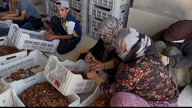 Kayısı üreticisi isyan etti: '225 liraya ürün satmak, üreticiyi bitirir'