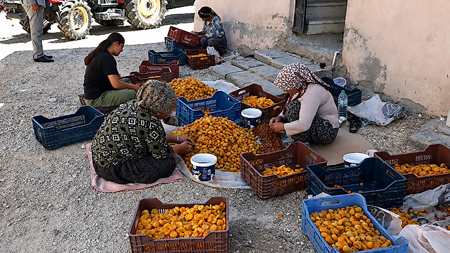 Kayısı Üreticisinden TMO Çağrısı: 'Fiyat Maliyetin Altında, Müdahale Şart'