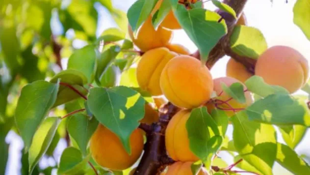 Kayısıda Hastalık Alarmı: Sonbaharda Bordo Bulamacı Şart!