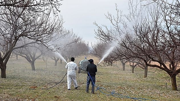 Kayısıda Hastalık Riski Artıyor: Üreticilere Zamanında Mücadele Çağrısı