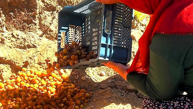 Kayısıda Pestisit Alarmı: Yasaklı Madde Tespit Edilen Ürünler İmha Edildi