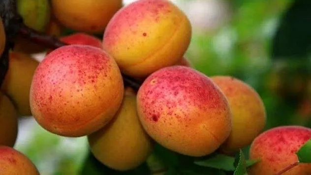 Kayısıda Şeftali Güvesi