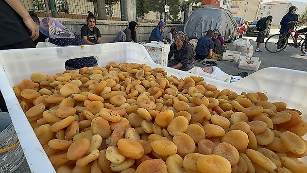 Kayısının Görünmeyen Emeği Ceza Korkusuyla Karşı Karşıya