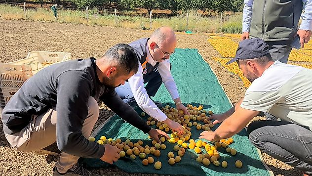 Kaymakam Sungur Üreticilerle Hasat Mesaisinde Buluştu