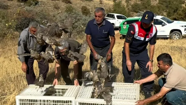 Kene Savar Keklikler Doğaya Salındı