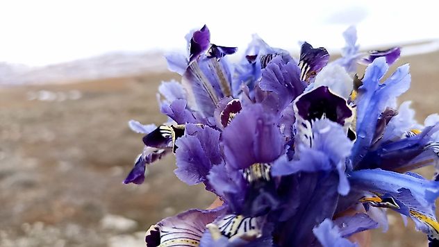 Kışa Rağmen Açtılar: Darende Dağlarında Nevruz Güzelliği
