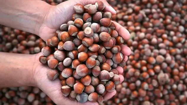 Kışın Bağışıklık Dostu Fındık Sağlık Saçıyor, Cüzdan Zorluyor