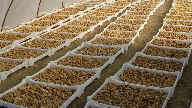 Kuru incirde aflatoksin ve okratoksinle mücadele için üreticilere 19 bin kerevet dağıtıldı