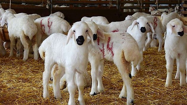 Kuzu ve Oğlak Desteklemelerinde Aşı Zorunluluğu