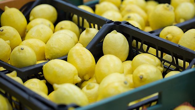 Limon İhracatında Miktar Düştü, Kazanç Arttı