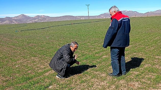 Malatya Buğdayında Hastalık Alarmı: Eğitimli Mücadele Devam Ediyor
