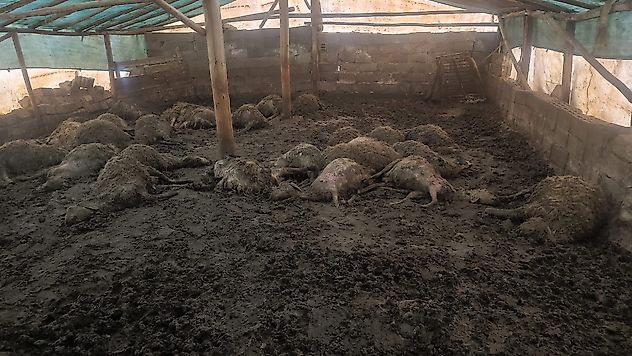 Malatya'da Ağıla Giren Kurt Felaketi: 65 Hayvan Zarar Gördü