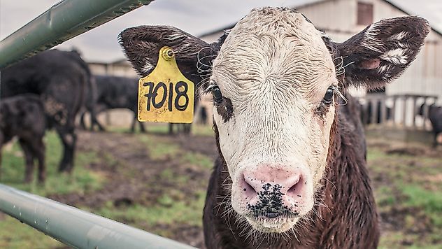 Malatya'da Dev Tarım Yatırımı: BESİ OSB Ekonomiye Güç Katacak