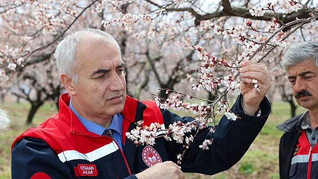Malatya'da Dolu Yağışı Kayısıyı Vurmadı