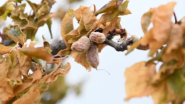 Malatya'da Kayısı, Elma ve Ceviz Üreticilerine Don Tazminatı