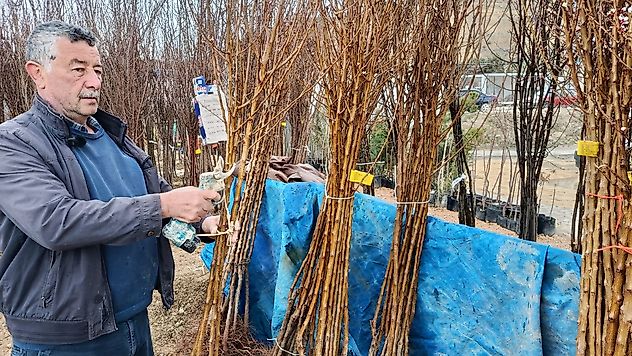 Malatya'da Kayısı Fidanına Yoğun İlgi: Zorlu Hava Koşulları Dikimi Yavaşlatıyor