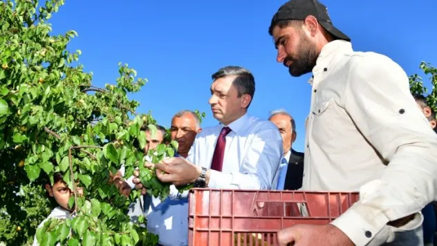 Malatya'da Kayısı Hasadı Başladı