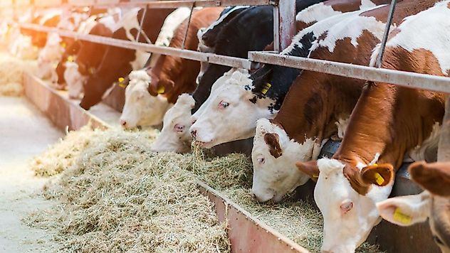 Malatya'da Kurbanlık Canlı Kilo Fiyatları Açıklandı
