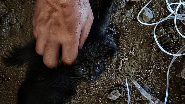 Malatya'da Nefes Kesen Kurtarma: Yavru Kedi Hayata Tutundu