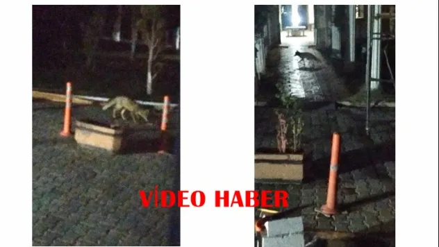 Malatya'da Tilki Siteye Girdi: Yiyecek Arayışı Kamerada